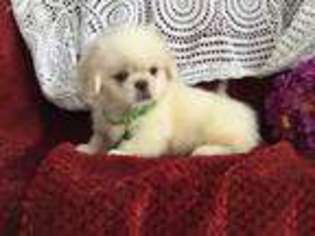 Pekingese Puppy for sale in Warsaw, NY, USA