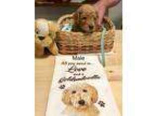 Goldendoodle Puppy for sale in East Millinocket, ME, USA