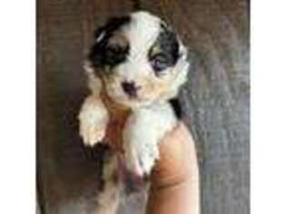 Australian Shepherd Puppy for sale in Blacksburg, SC, USA