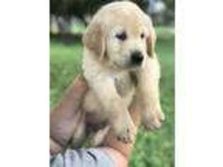 Golden Retriever Puppy for sale in Temple, TX, USA