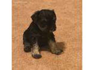 Mutt Puppy for sale in Meriden, KS, USA