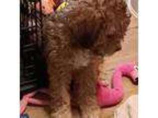 Lagotto Romagnolo Puppy for sale in Bakersfield, CA, USA