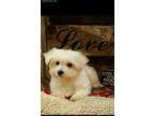 Maltese Puppy for sale in Center Ridge, AR, USA