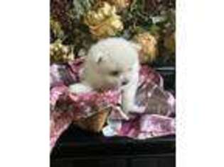 Pomeranian Puppy for sale in Baraga, MI, USA