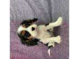 Cavalier King Charles Spaniel Puppy for sale in Bakersfield, CA, USA