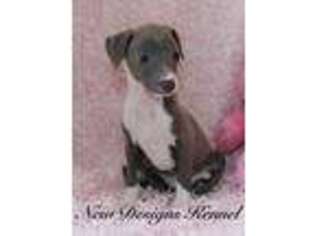 Italian Greyhound Puppy for sale in Rockwell City, IA, USA