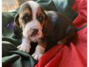 Basset Hound Puppy for sale in Drumore, PA, USA