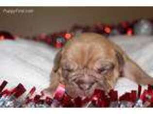 Olde English Bulldogge Puppy for sale in Friendship, WI, USA