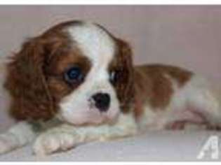 Cavalier King Charles Spaniel Puppy for sale in CENTERTON, AR, USA