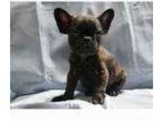 French Bulldog Puppy for sale in Ansted, WV, USA
