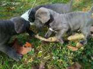 Cane Corso Puppy for sale in Hillsboro, NH, USA