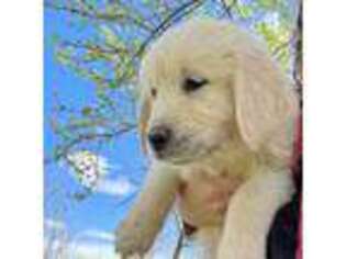 Mutt Puppy for sale in Red Bluff, CA, USA