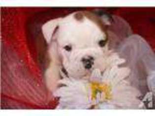 Bulldog Puppy for sale in BOONEVILLE, AR, USA