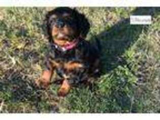 Cavapoo Puppy for sale in Portland, OR, USA