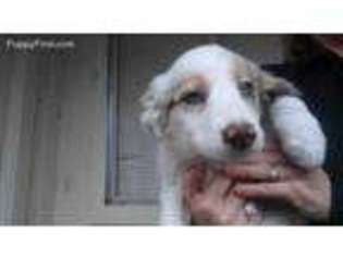 Border Collie Puppy for sale in Katy, TX, USA