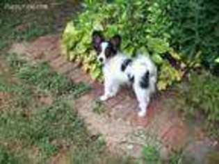 Papillon Puppy for sale in Shipman, IL, USA