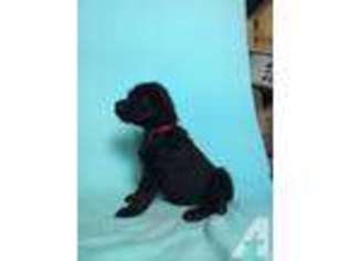 Labradoodle Puppy for sale in RUSSIAVILLE, IN, USA