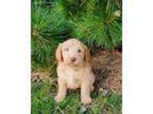 Labradoodle Puppy for sale in Kinzers, PA, USA