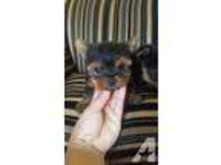 Yorkshire Terrier Puppy for sale in RICHMOND, CA, USA