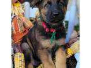 German Shepherd Dog Puppy for sale in Hudson, FL, USA