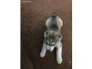 Siberian Husky Puppy for sale in Stillwater, OK, USA