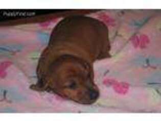 Dachshund Puppy for sale in Galena, MO, USA