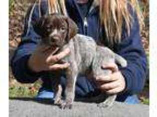 German Shorthaired Pointer Puppy for sale in Honey Grove, PA, USA
