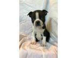 Boston Terrier Puppy for sale in Mohnton, PA, USA