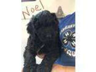 Labradoodle Puppy for sale in Rensselaer, IN, USA