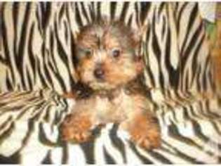 Yorkshire Terrier Puppy for sale in HAMBURG, PA, USA