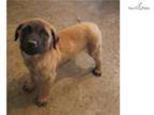 Mastiff Puppy for sale in Canton, OH, USA
