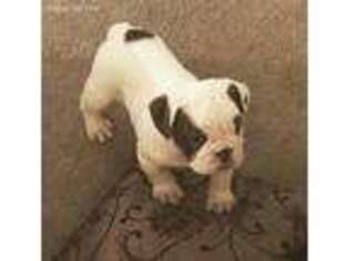 Olde English Bulldogge Puppy for sale in Tannersville, PA, USA