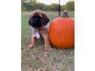 Mastiff Puppy for sale in Howe, TX, USA