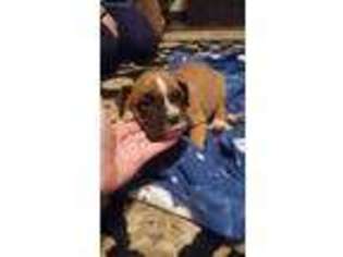 Boxer Puppy for sale in Paxton, IL, USA