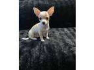 Chihuahua Puppy for sale in Durham, NC, USA
