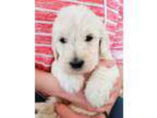 Labradoodle Puppy for sale in Parma, ID, USA