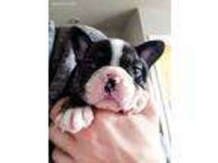 French Bulldog Puppy for sale in Middleton, ID, USA