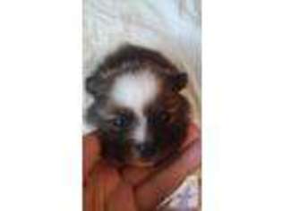 Pomeranian Puppy for sale in CADDO, OK, USA