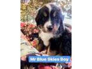 Bernese Mountain Dog Puppy for sale in Elm City, NC, USA