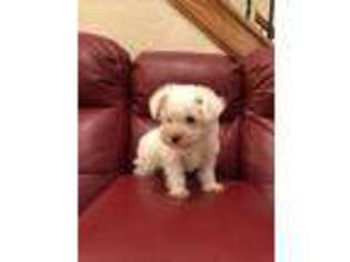 Mutt Puppy for sale in Dickinson, TX, USA