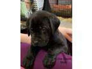 Mastiff Puppy for sale in Montpelier, OH, USA