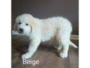 Great Pyrenees Puppy for sale in Batavia, NY, USA