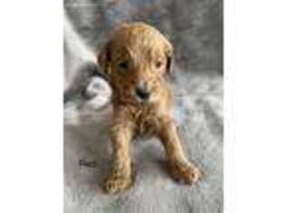 Goldendoodle Puppy for sale in Lamar, CO, USA