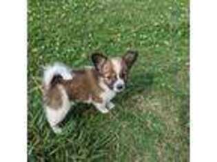 Papillon Puppy for sale in Williamsport, PA, USA