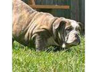 Bulldog Puppy for sale in Hinckley, OH, USA
