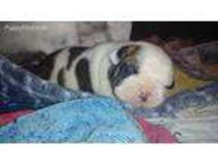 Bulldog Puppy for sale in Aynor, SC, USA