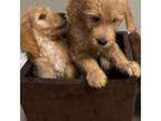 Goldendoodle Puppy for sale in Lakeland, FL, USA