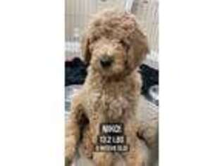 Goldendoodle Puppy for sale in Fontana, CA, USA