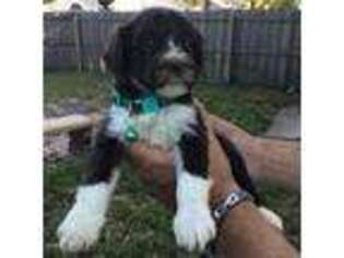 Portuguese Water Dog Puppy for sale in Orlando, FL, USA