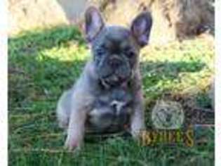 French Bulldog Puppy for sale in Mira Loma, CA, USA